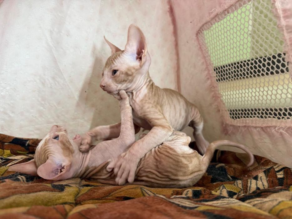 Продаю котят сфинксов