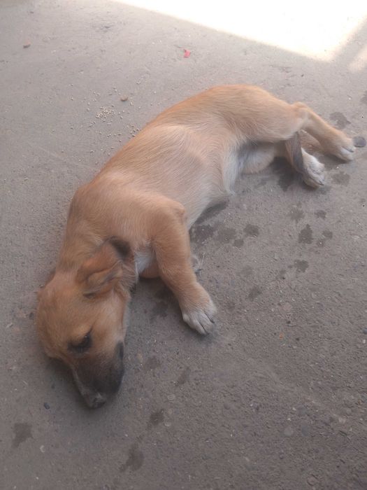Trei cățelușe adorabile spre adopție