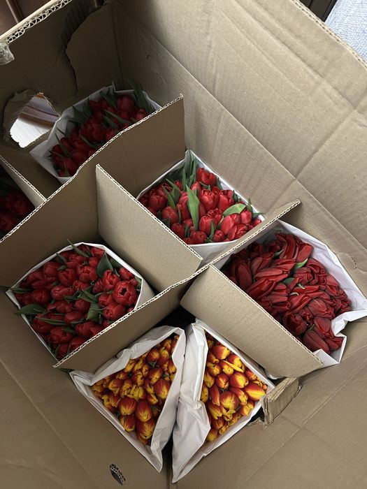 Оптом тюльпаны Астана