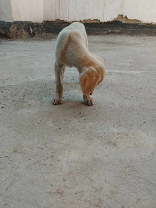 Собака тазы кумай