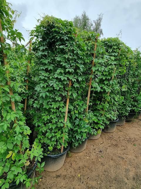 Садовник посадка деревьев плющ, девичий виноград декоративный растения