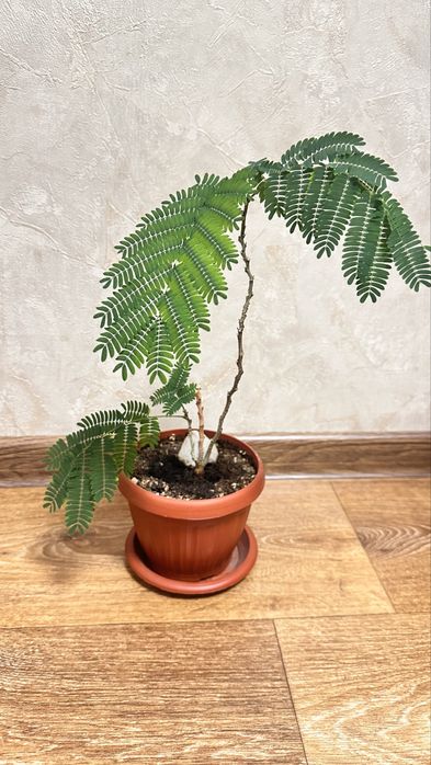 Продам растение Мимоза стыдливая