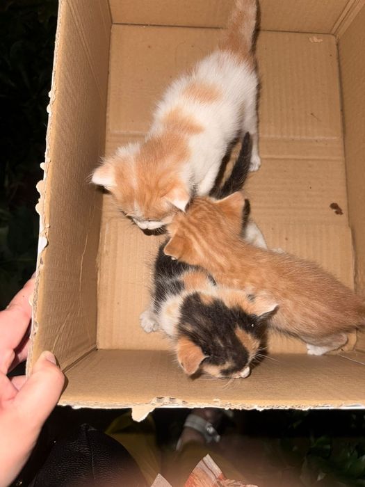 Срочно отдам котят