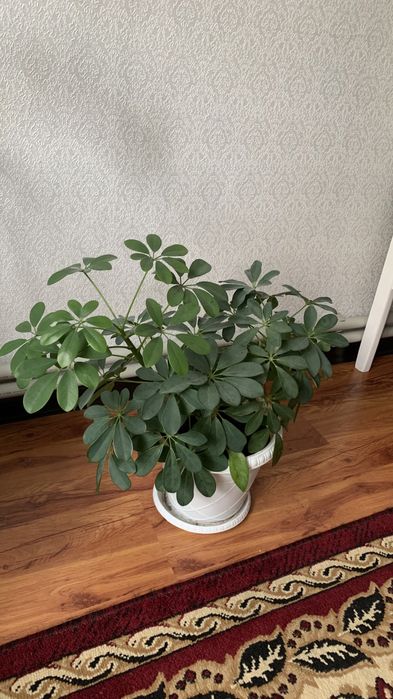 Растения для дома от бабушки