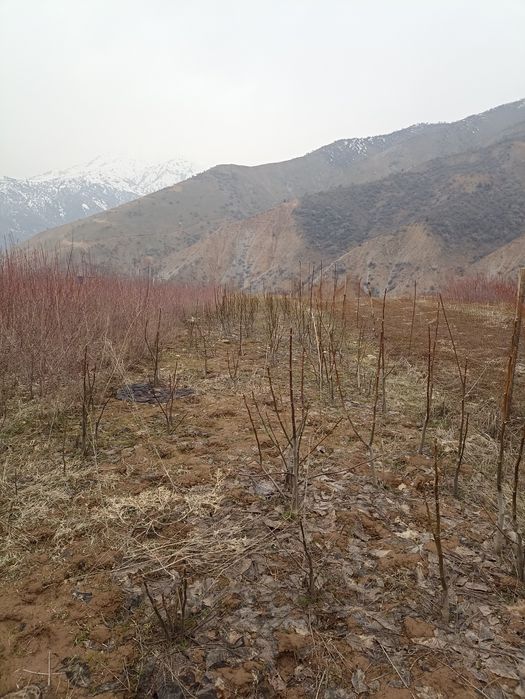 Мевали дарахтлар кучатлари