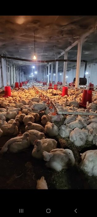 Паррадачилик  ва чорвачиликка мулжалланган Ферма сотилади .