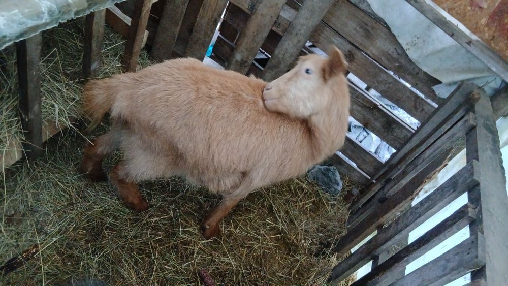 Capra gestanta metiz de saness