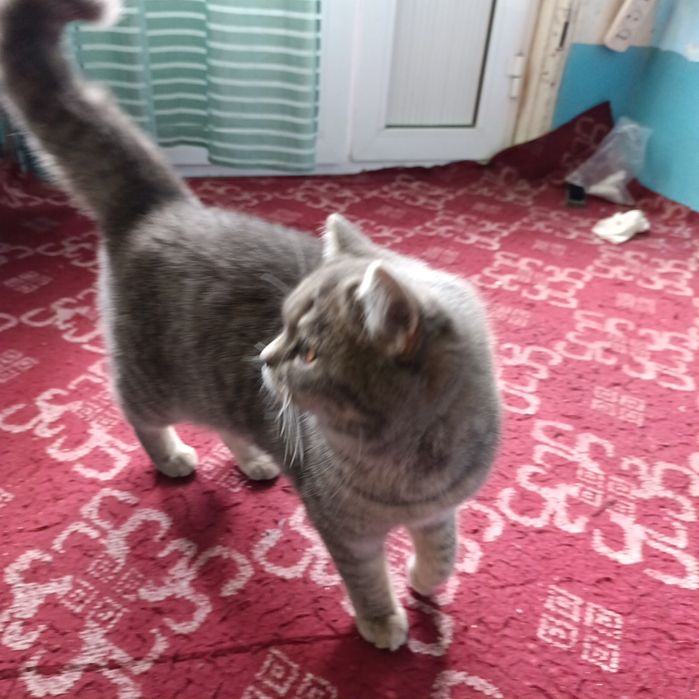 Мушук сотлади жинси айол