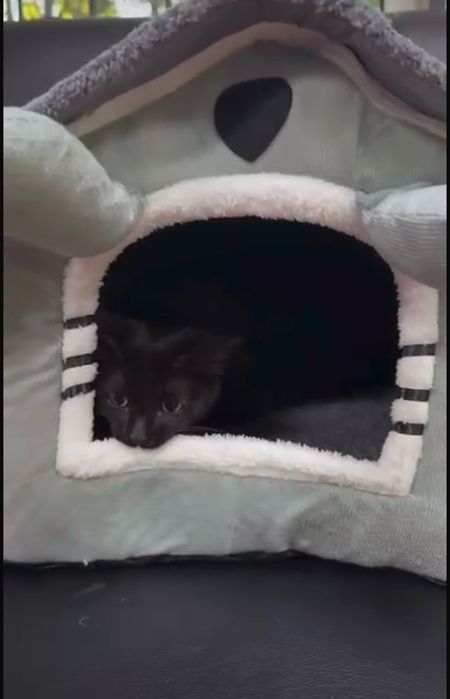 Отдам котика в добрые руки БЕСПЛАТНО