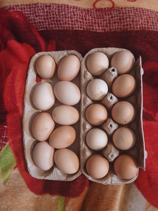 Яйца инкубационные и под клушку.