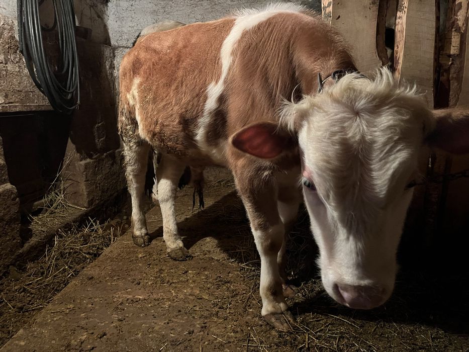 Продается бычок 1 год