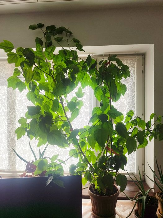 Роза дамашняя китайская гибускус