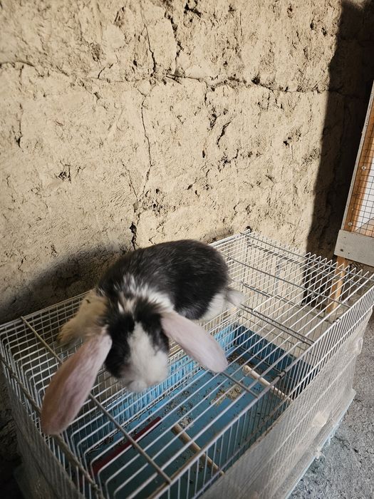 Француский баран