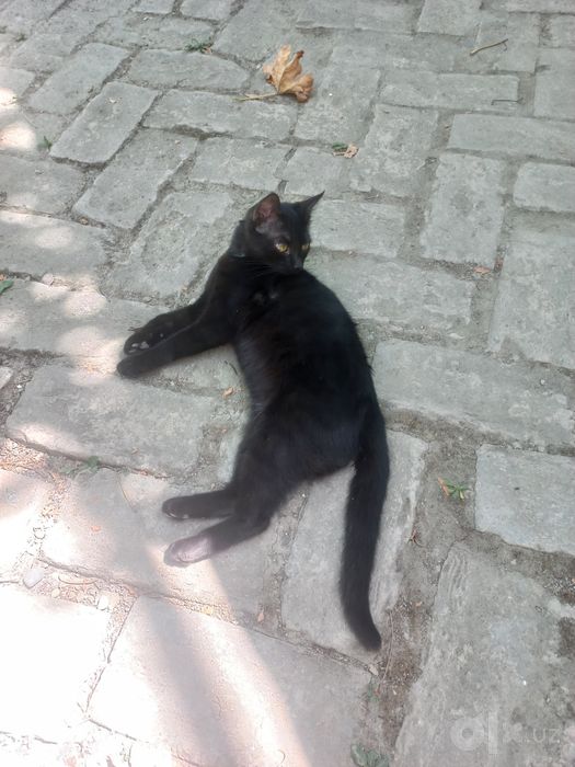 Mushuk tekinga beriladi