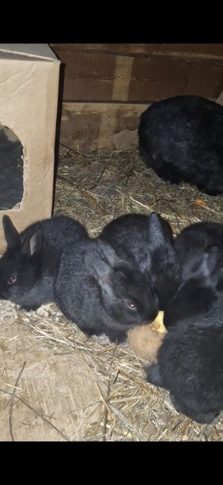 Продаются крольчата