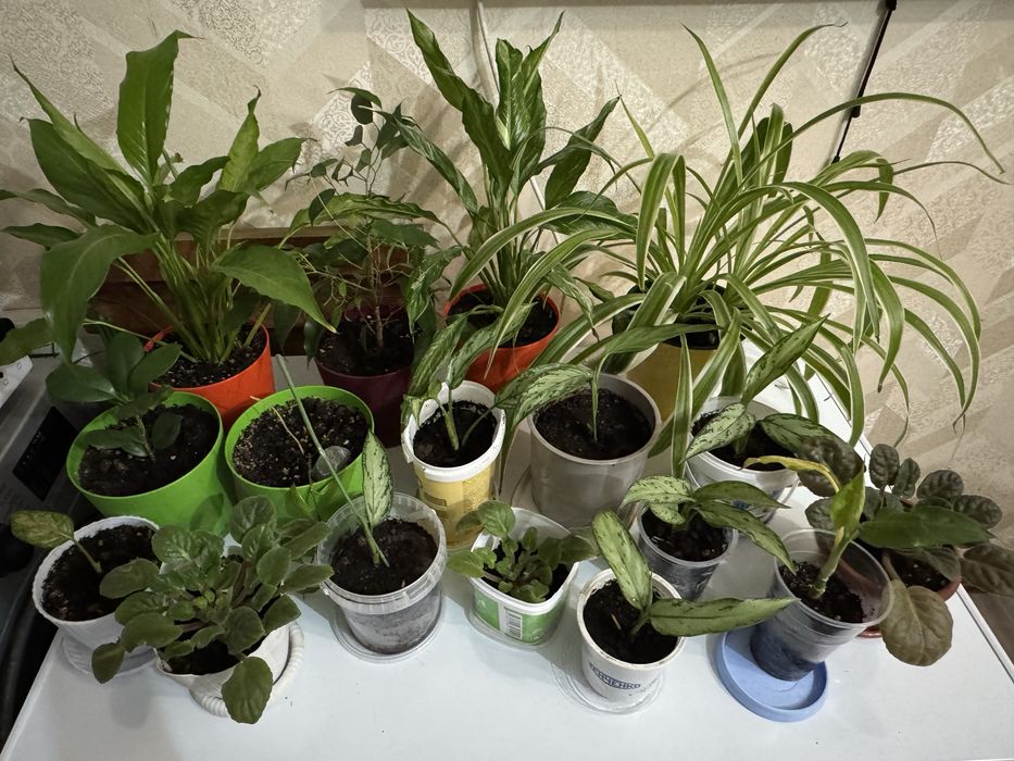 В продаже излишки комнатных цветов! Самые доступные цены