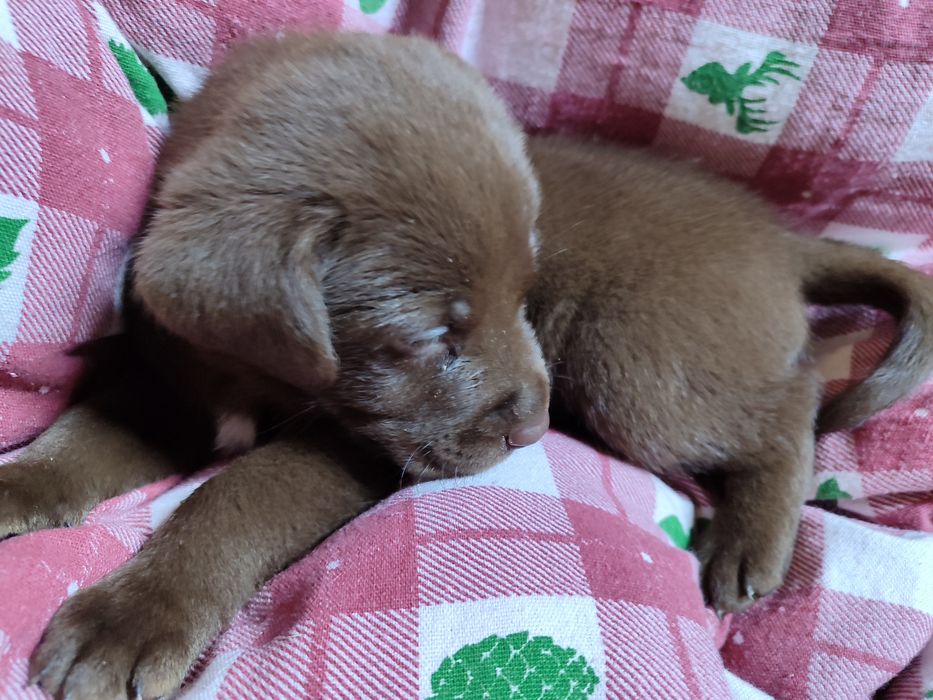 Продам щенка лабрадора ретвиллера