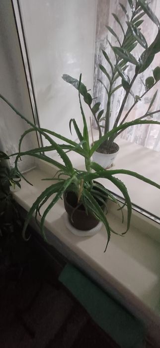 Продам алое вера, в глиняном горшке