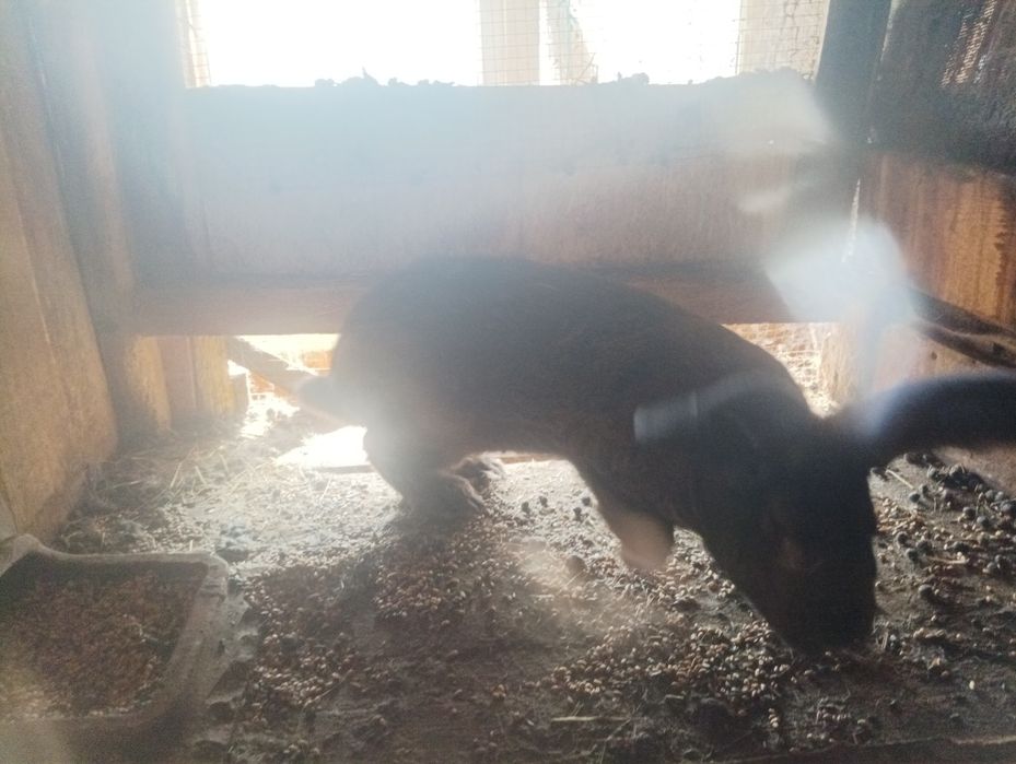 Iepuri caută alta casa