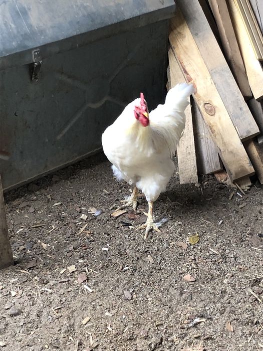 Ақ қораз сатылады