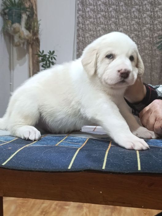 Продаются щенки азиатского Алабая