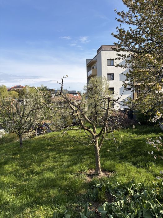 Teren de vanzare  cu, casa (printre ultimele ramase in zona)strada Macesului nr 17, cartier Buna ziua + casa