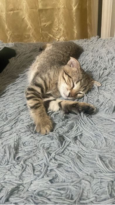 Шотланскиййй кошка алатындар барма