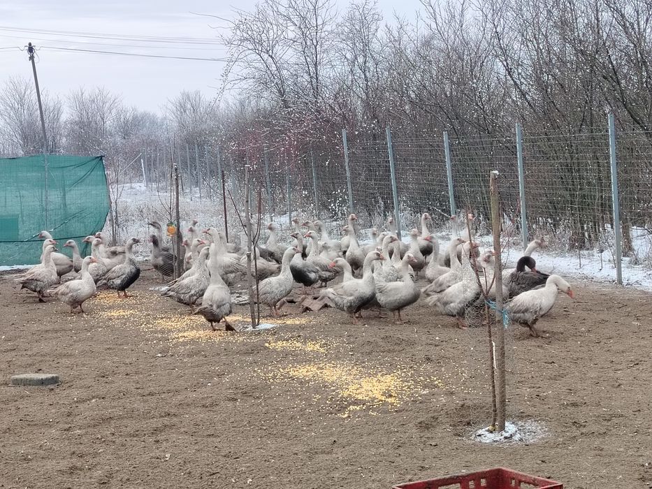 Gâste diferite marimi