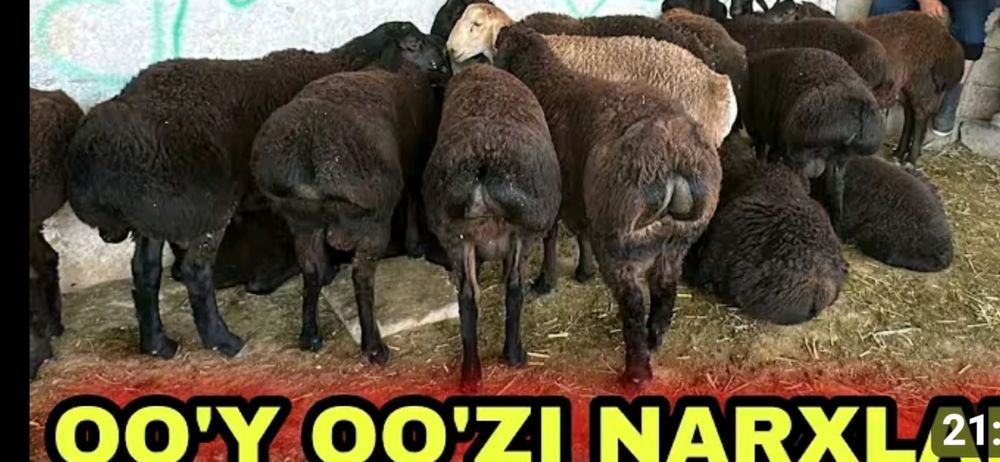 Куй куз кассоп трик сфатли