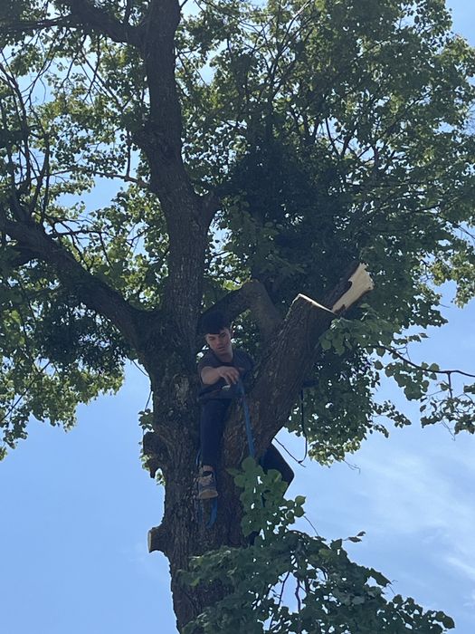 Intreținere spați verzi si tăiere pomi in spați greu de desfășurare