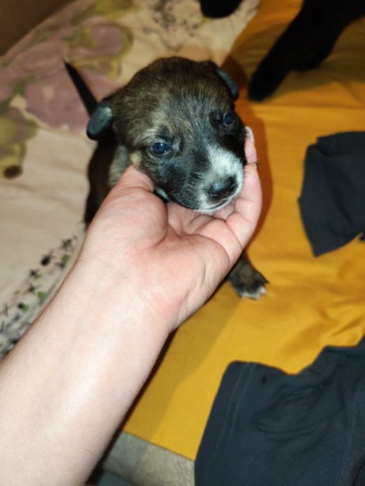 Отдаём щенков стафорда в добрые руки.