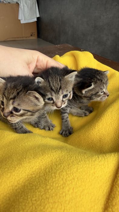Котята бесплатно