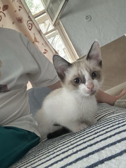 Тайский котик ищет дом