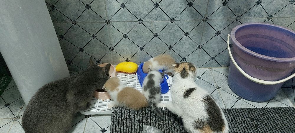 Skotsh fold mushukchalar