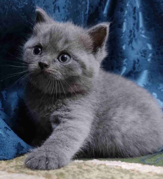 Продается котята Шатландиские страйты