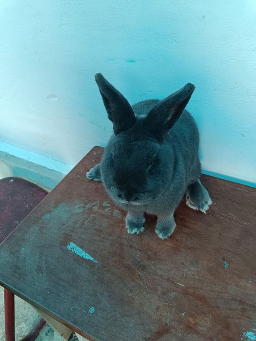 Vienez Albastru  mascul