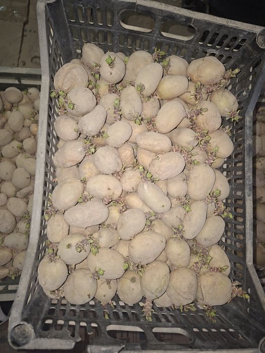 Kartoshka urugʻlari rassiski konsl urugʻlari bahor mavsumga ekishga