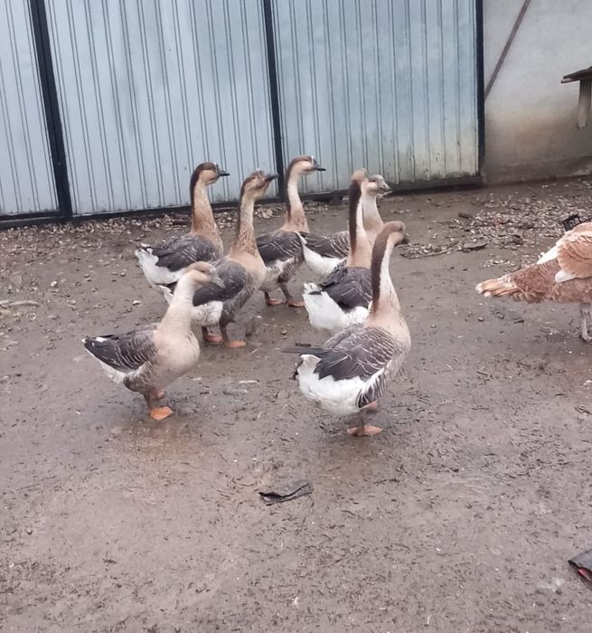 Vand gaste americane