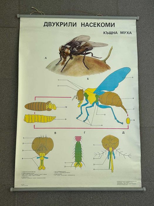 Соц Учебни Плакати Постери Биология