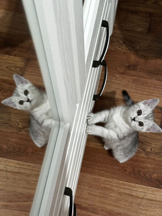 Шотландские котята