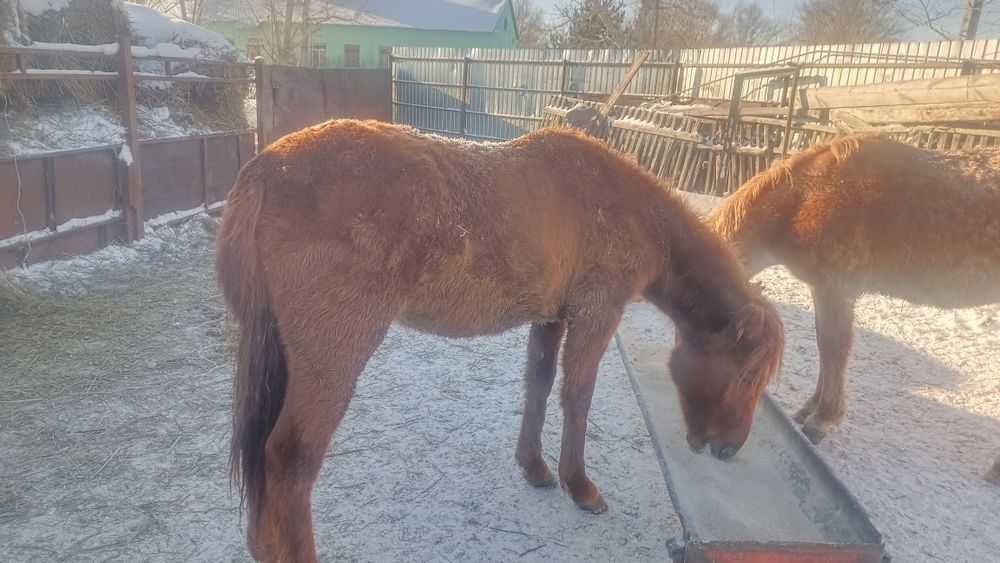 Тай ұрғашы на соғым