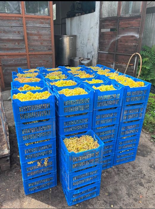 ПРОДАВАМ ГРОЗДЕ много сладко