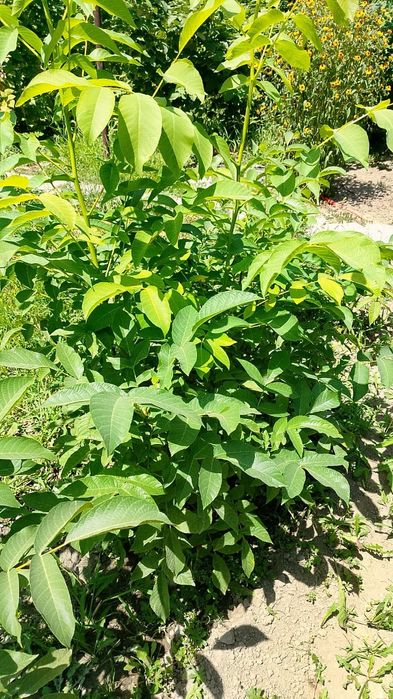 Грецкий орех саженцы