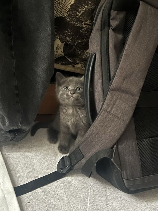 Котята мальчики продам