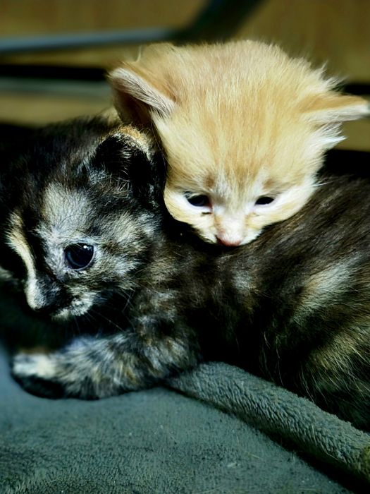 Отдам котят бесплатно