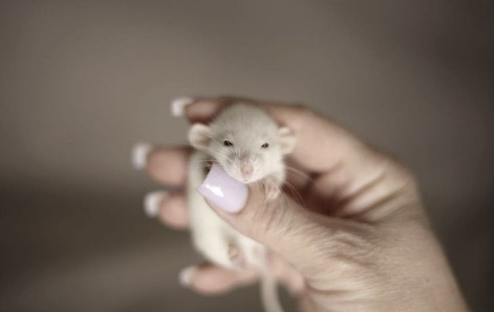 Крысята дамбоухие