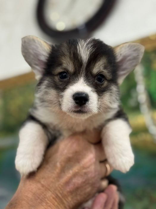 Вельш корги пемброк мальчик