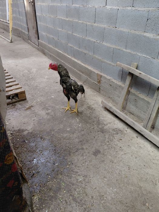 Дакан продам продам