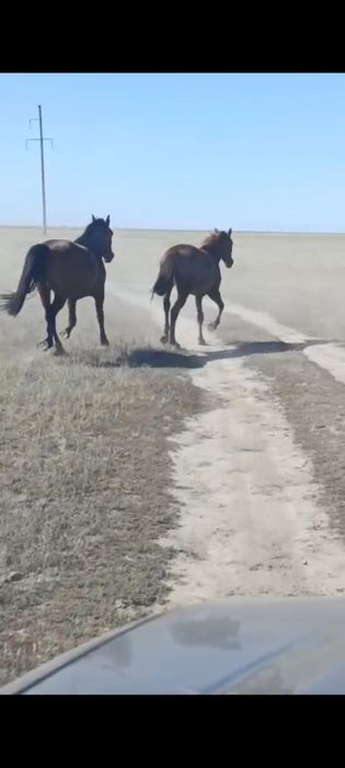 Дөнен сатылады .