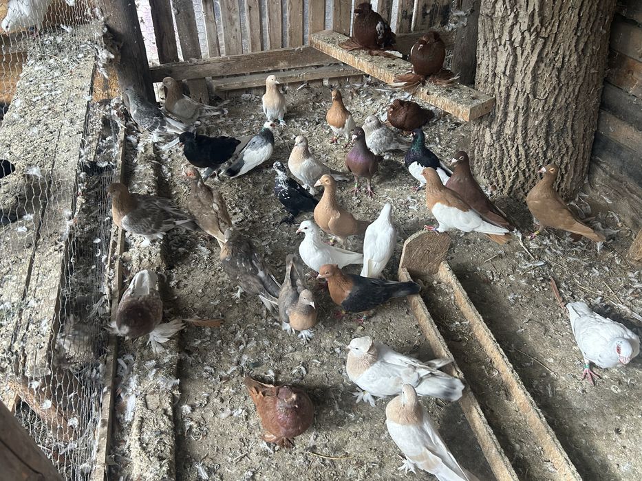 Vand porumbei cotofeni pe galben , rosu si  negru